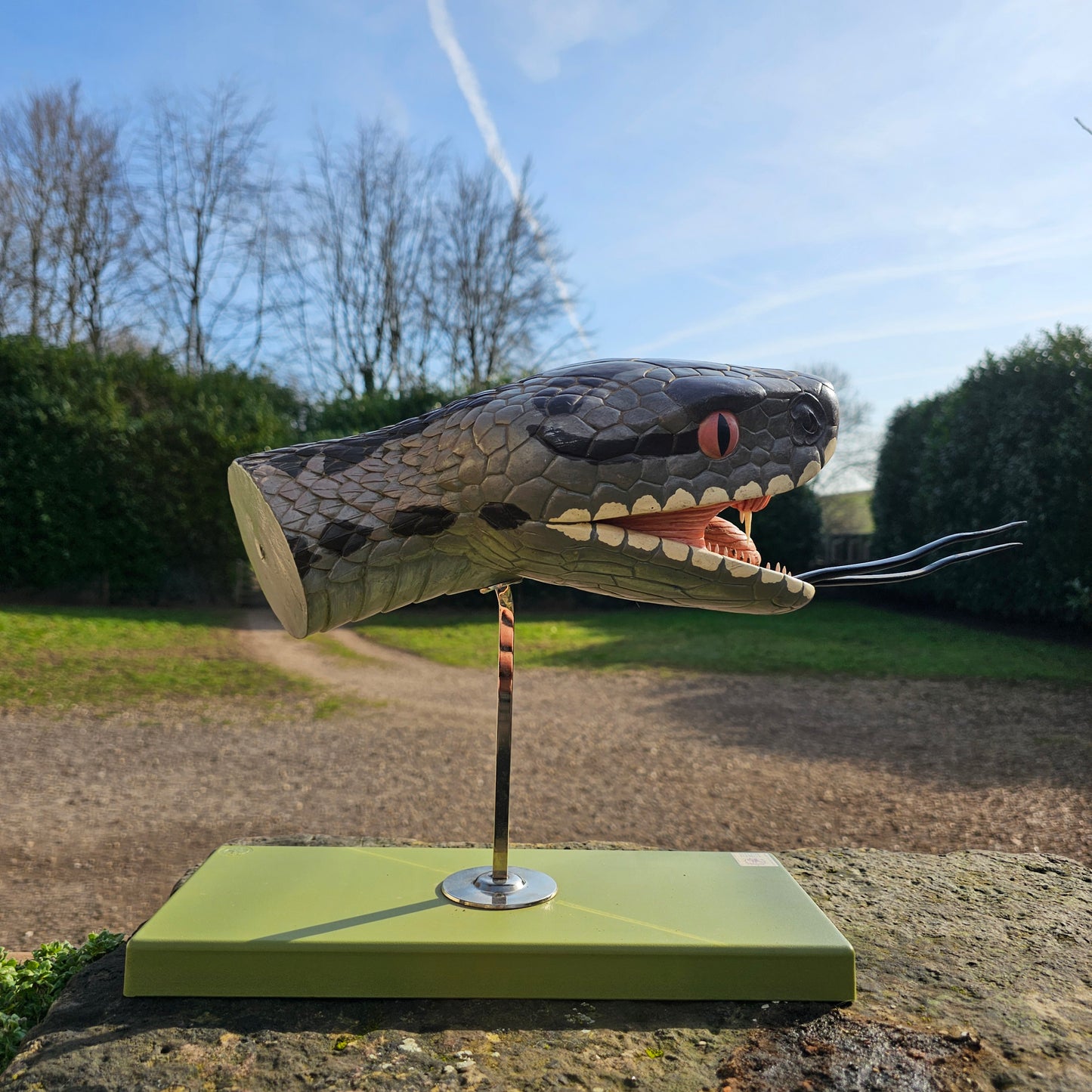 SOMSO Anatomical Model of a Venomous Snake