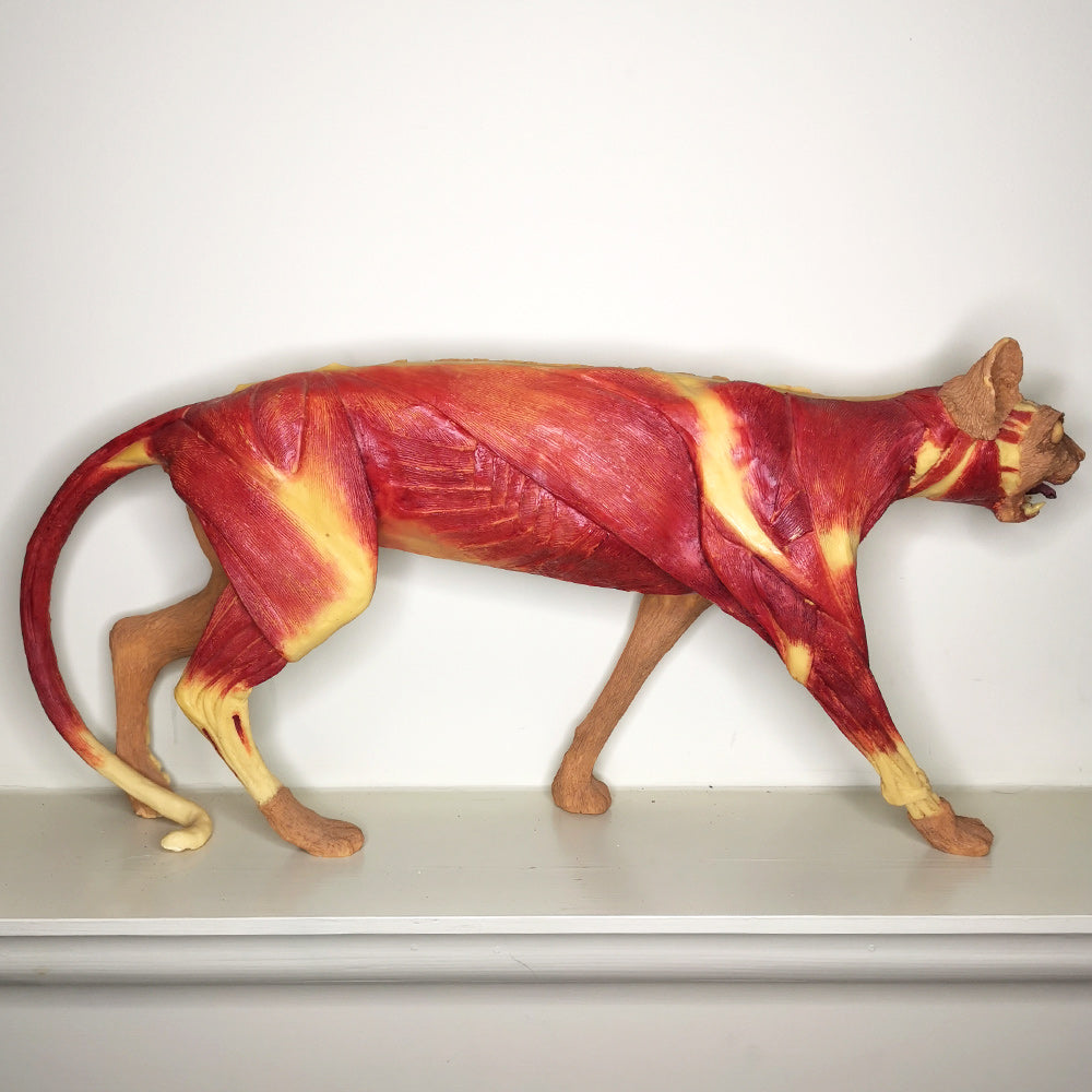 Pussycat Pussycat