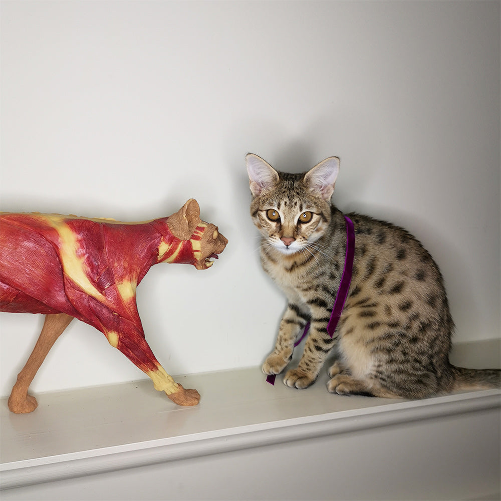 Pussycat Pussycat