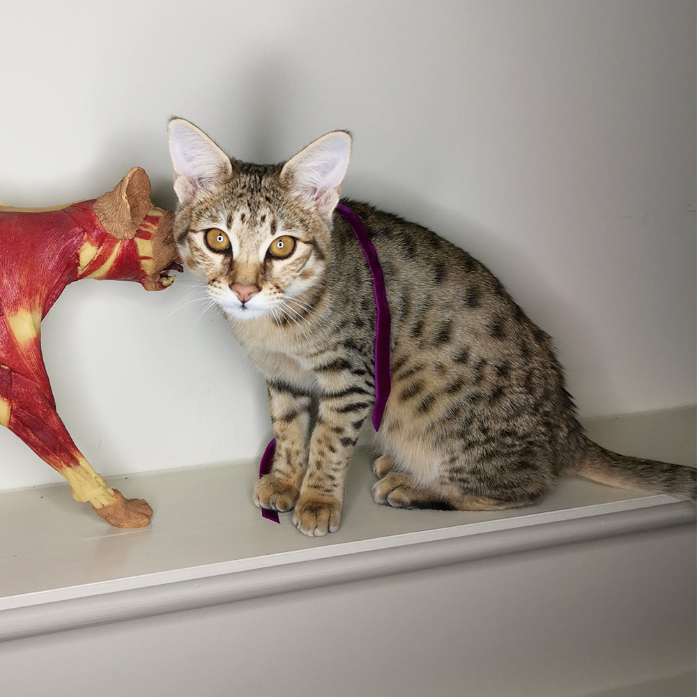 Pussycat Pussycat
