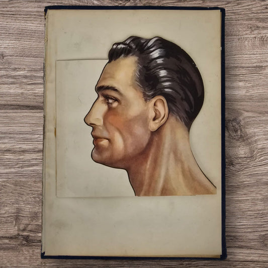 Anatomical Layered Display - Male Head