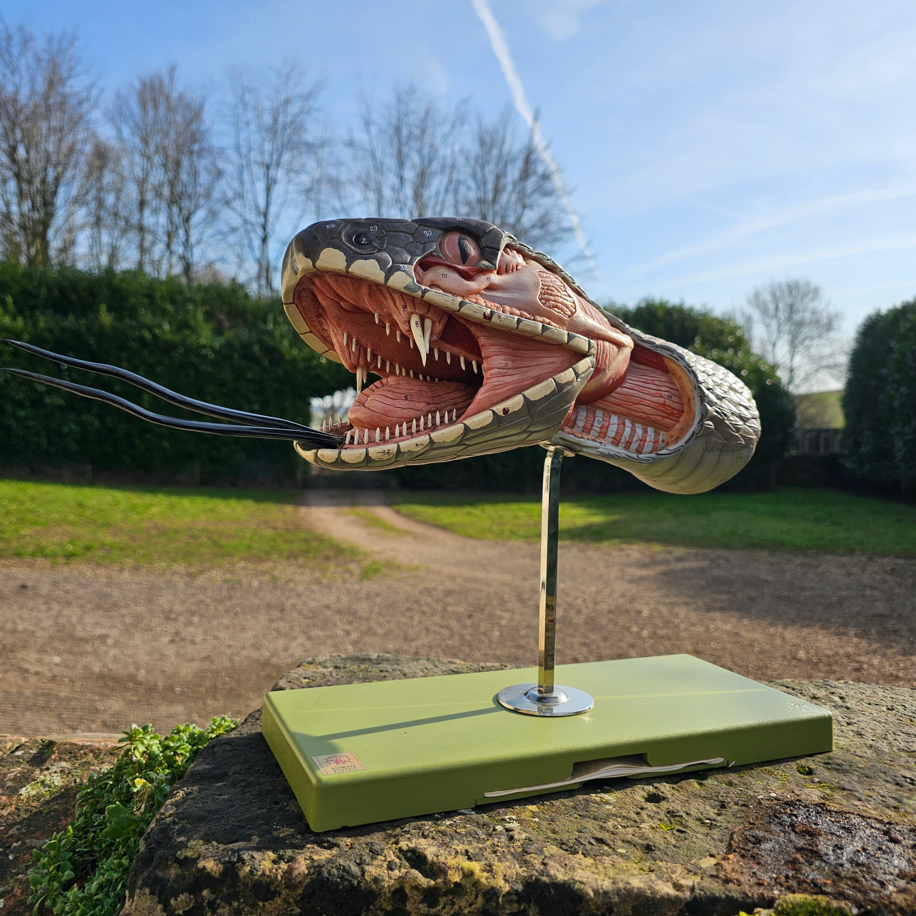 SOMSO Anatomical Model of a Venomous Snake Head