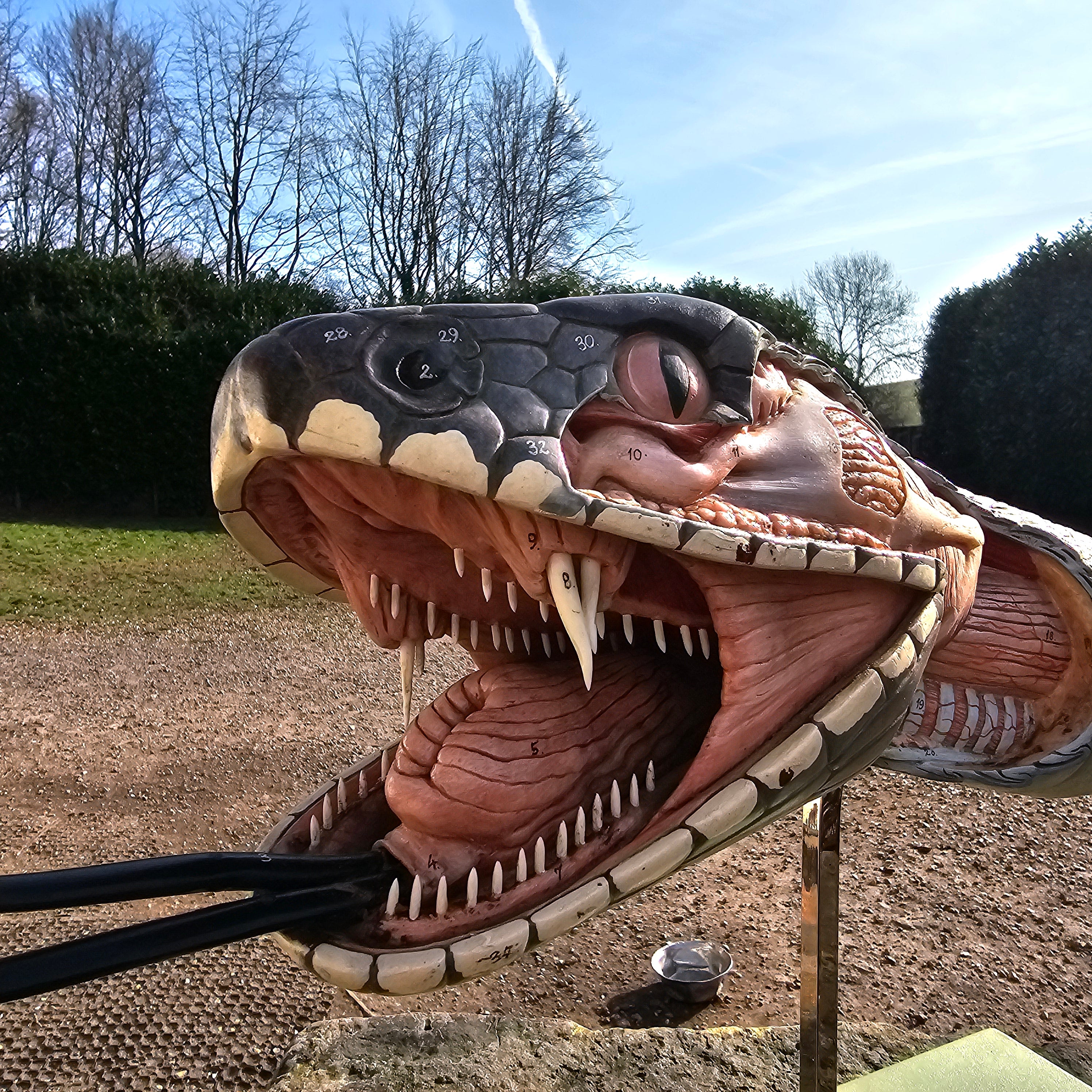 SOMSO Anatomical Model of a Venomous Snake Head