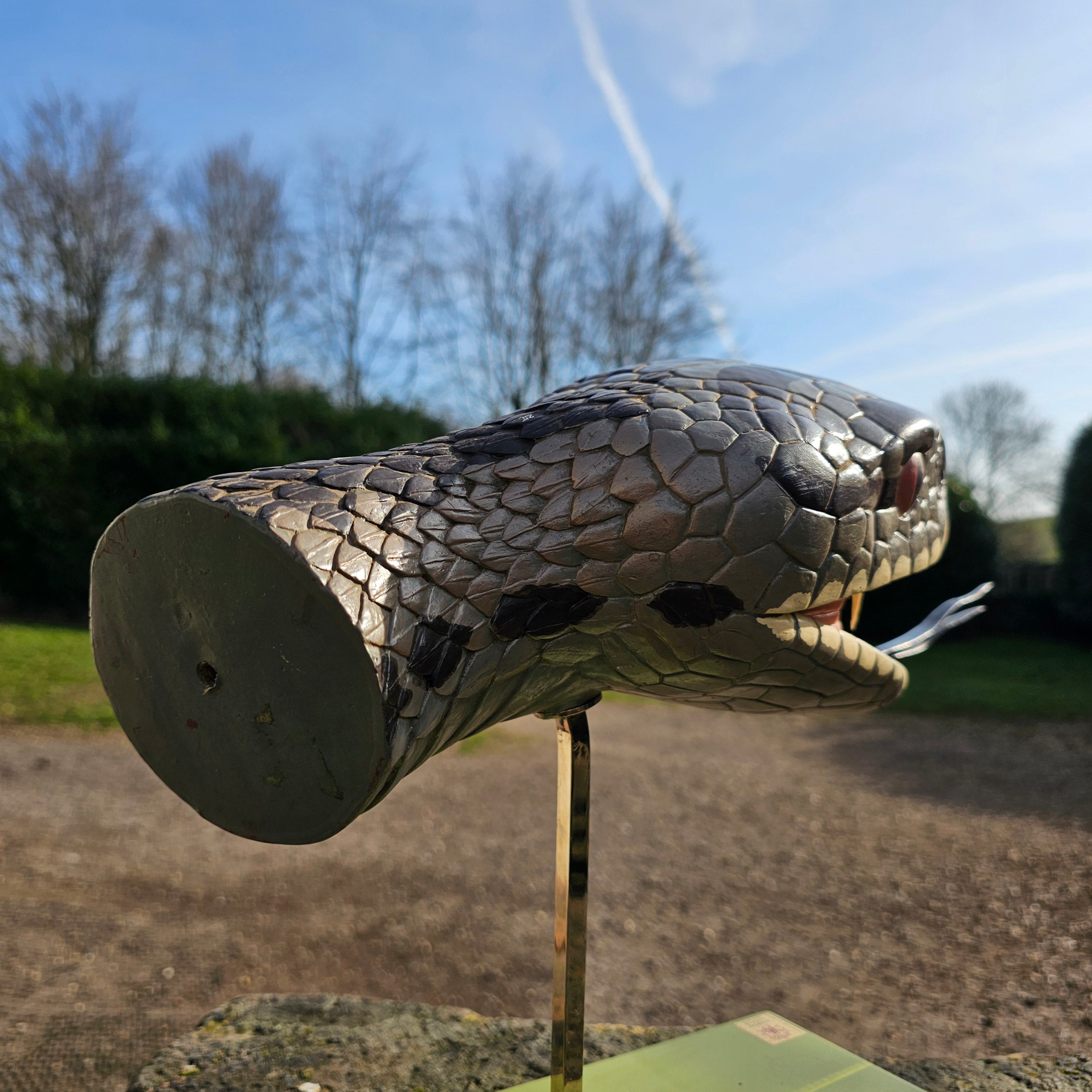 SOMSO Anatomical Model of a Venomous Snake