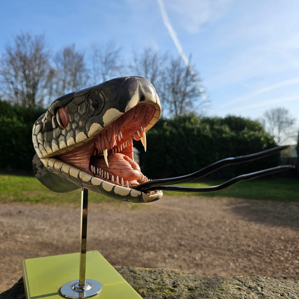 SOMSO Anatomical Model of a Venomous Snake