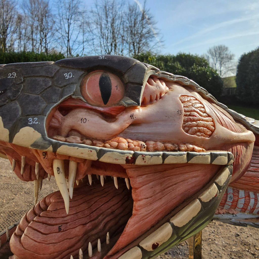 SOMSO Anatomical Model of a Venomous Snake