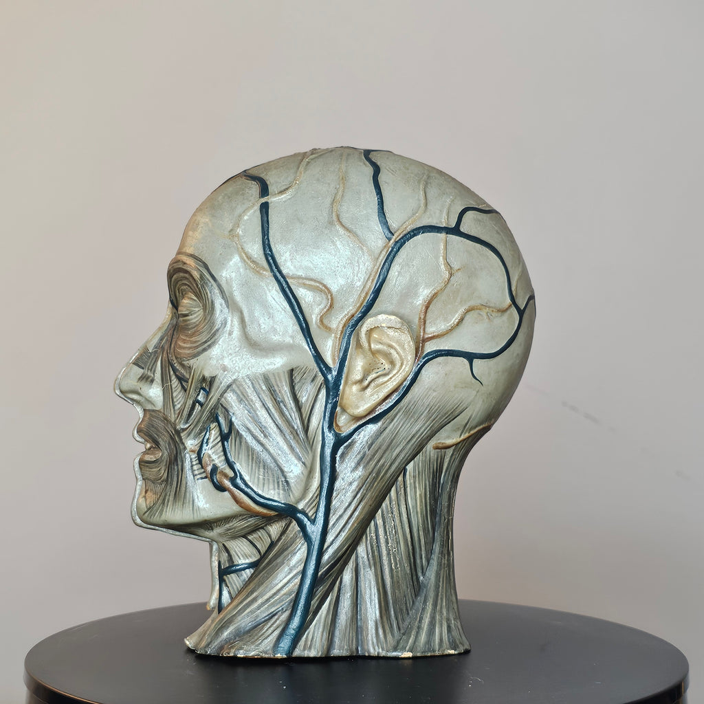 Anatomical Head