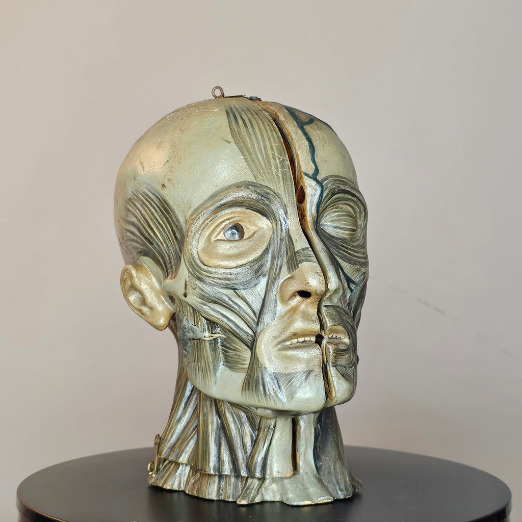 Anatomical Head