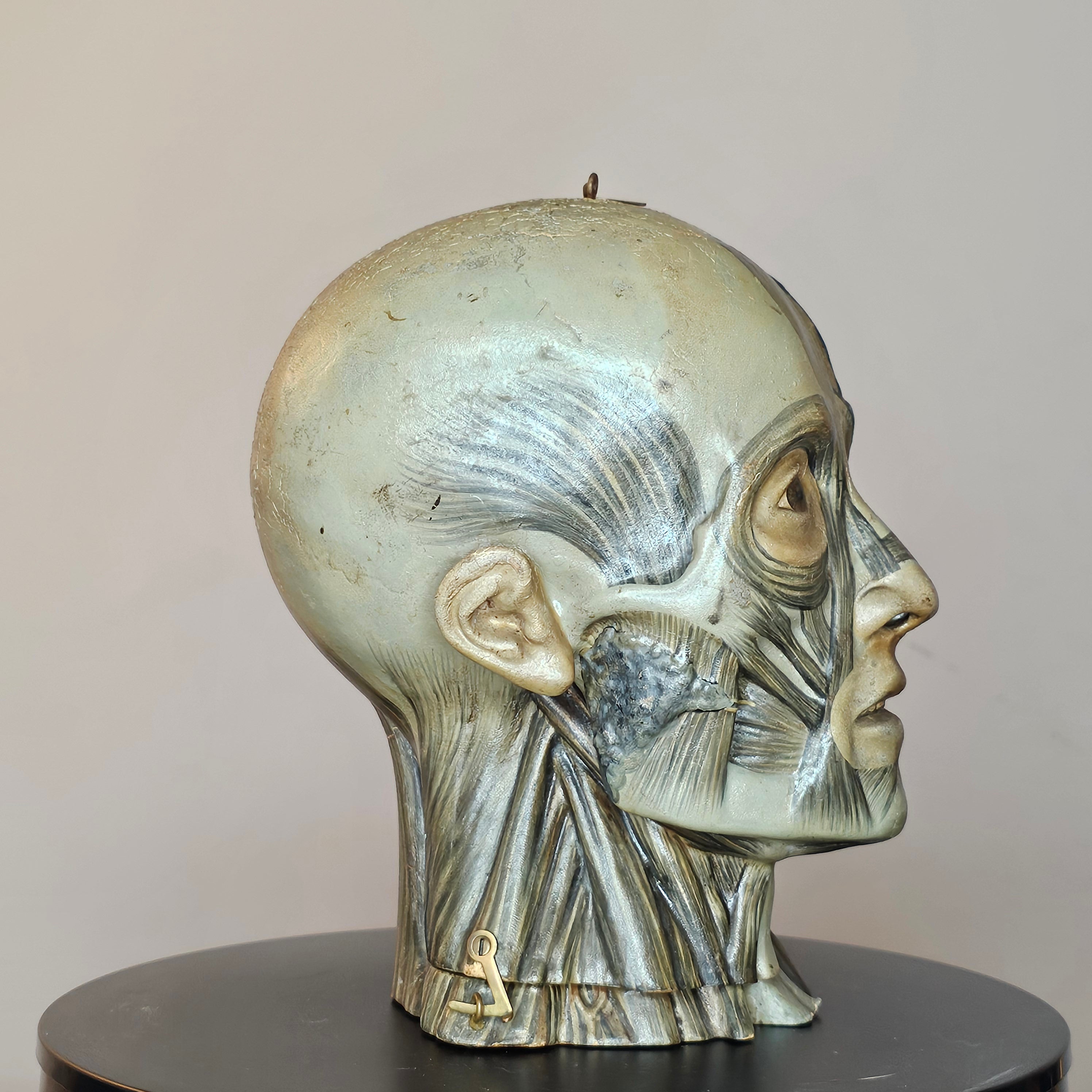 Anatomical Head