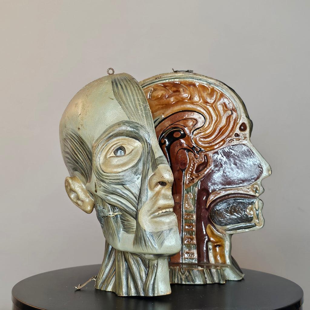 Anatomical Head