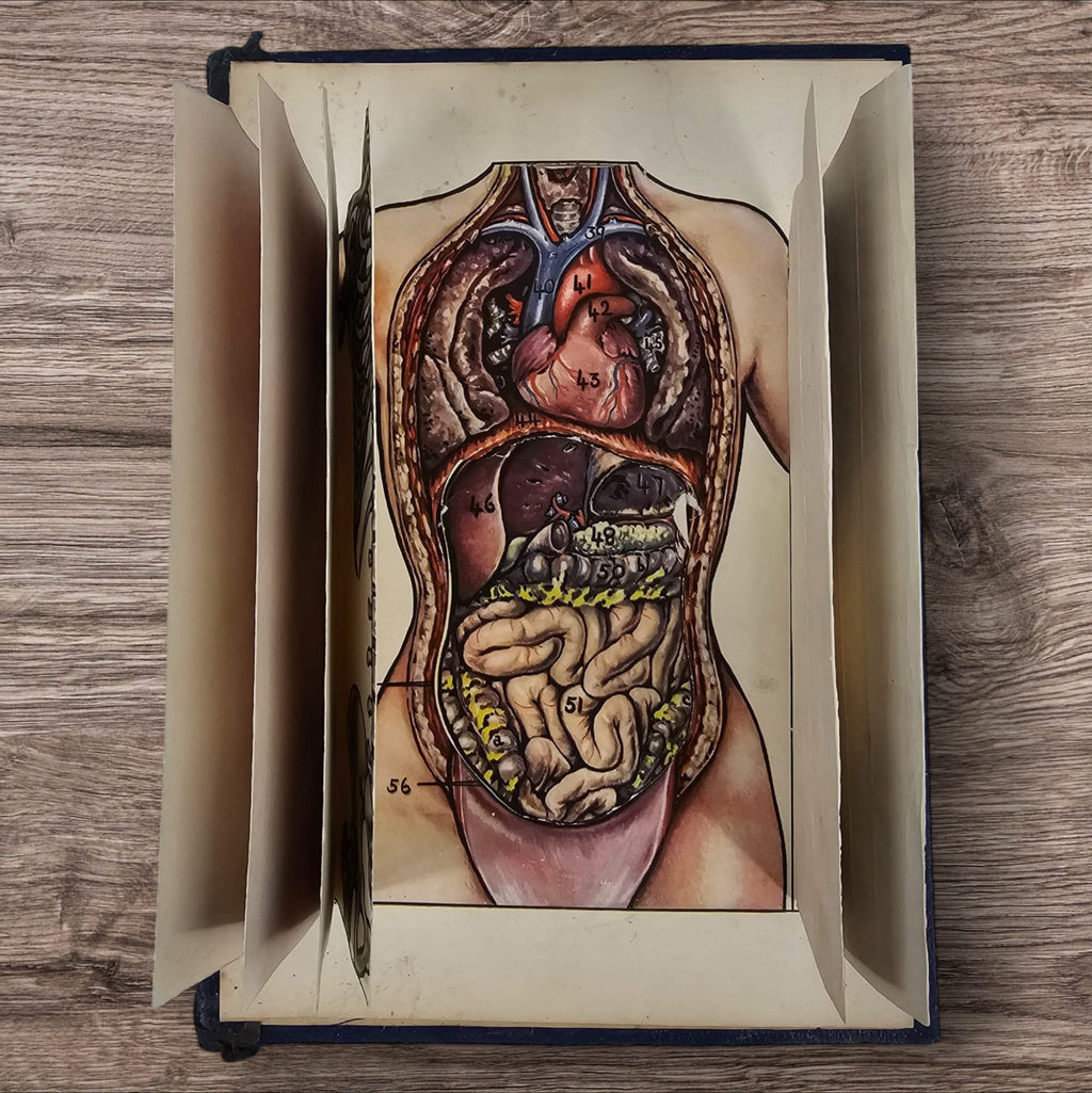 Anatomical Layered Display - Female Torso