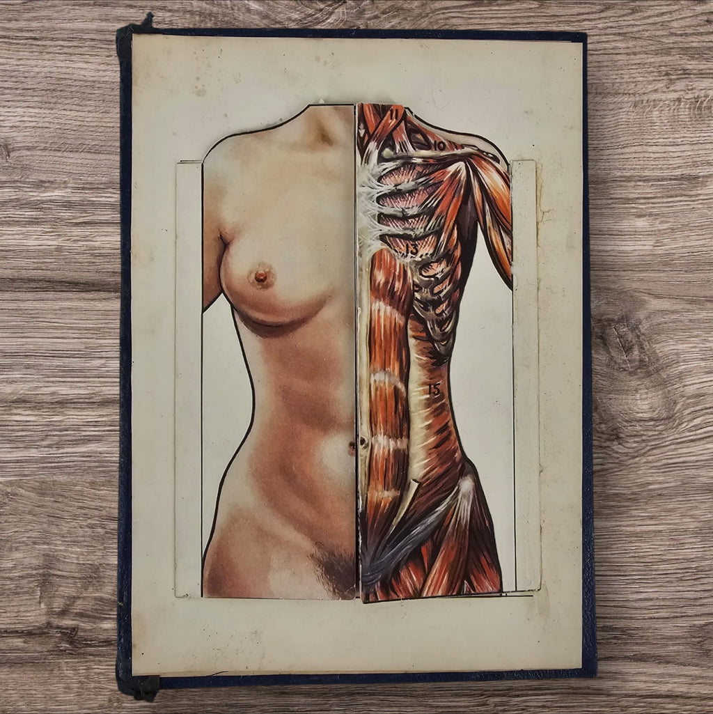 Anatomical Layered Display - Female Torso