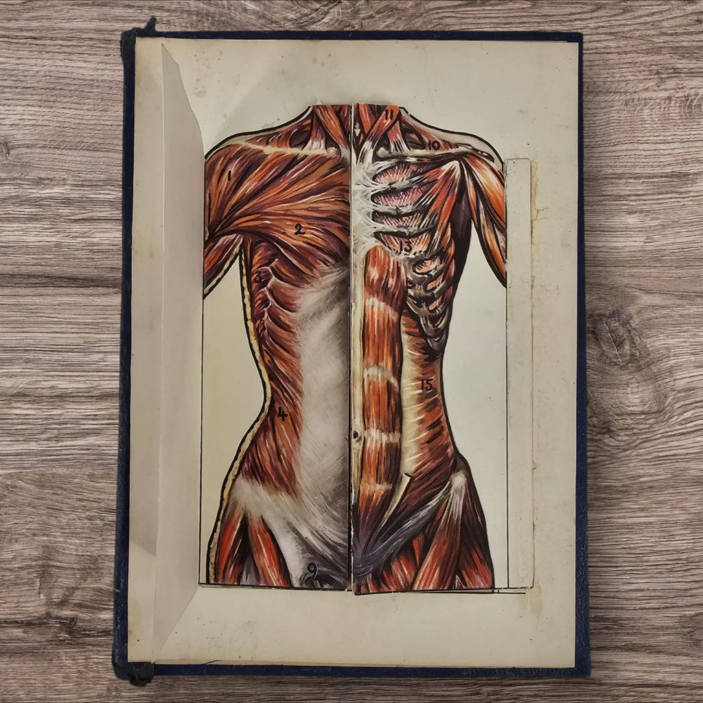 Anatomical Layered Display - Female Torso