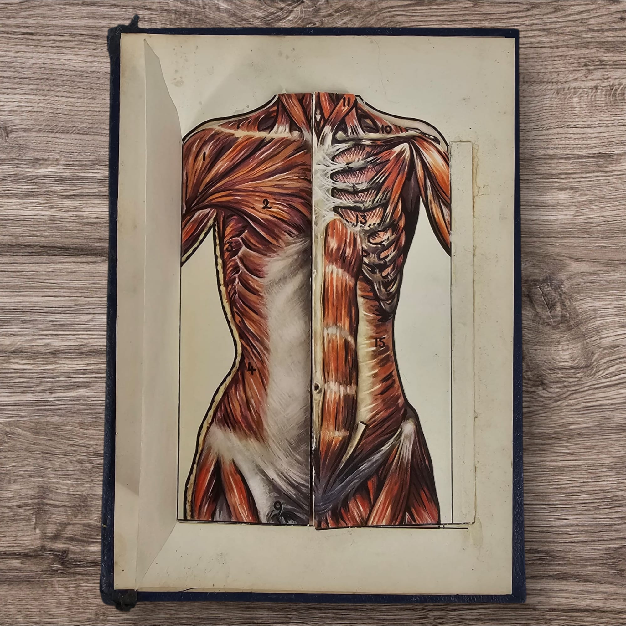 Anatomical Layered Display - Female Torso
