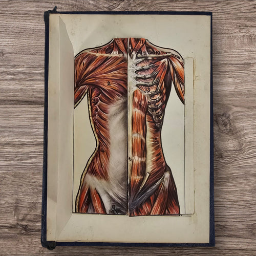 Anatomical Layered Display - Female Torso