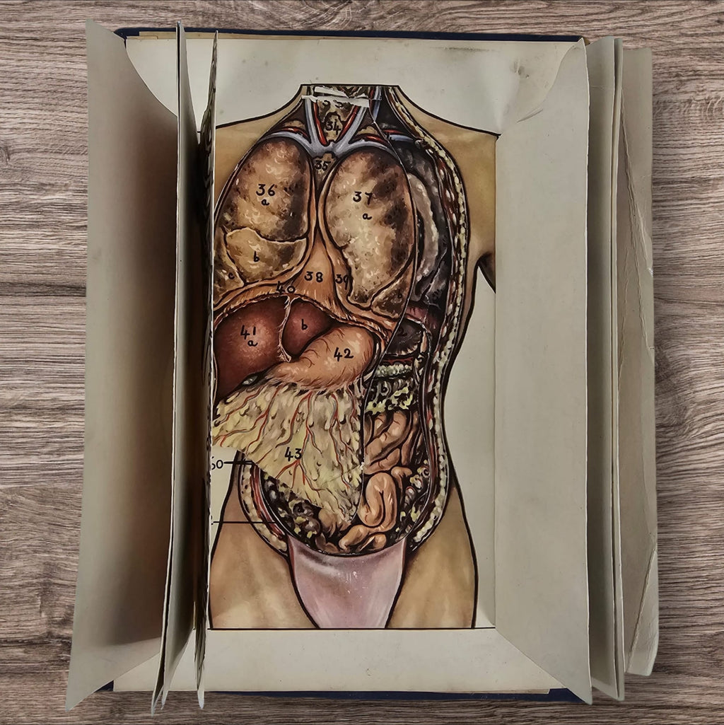 Anatomical Layered Display - Male Torso
