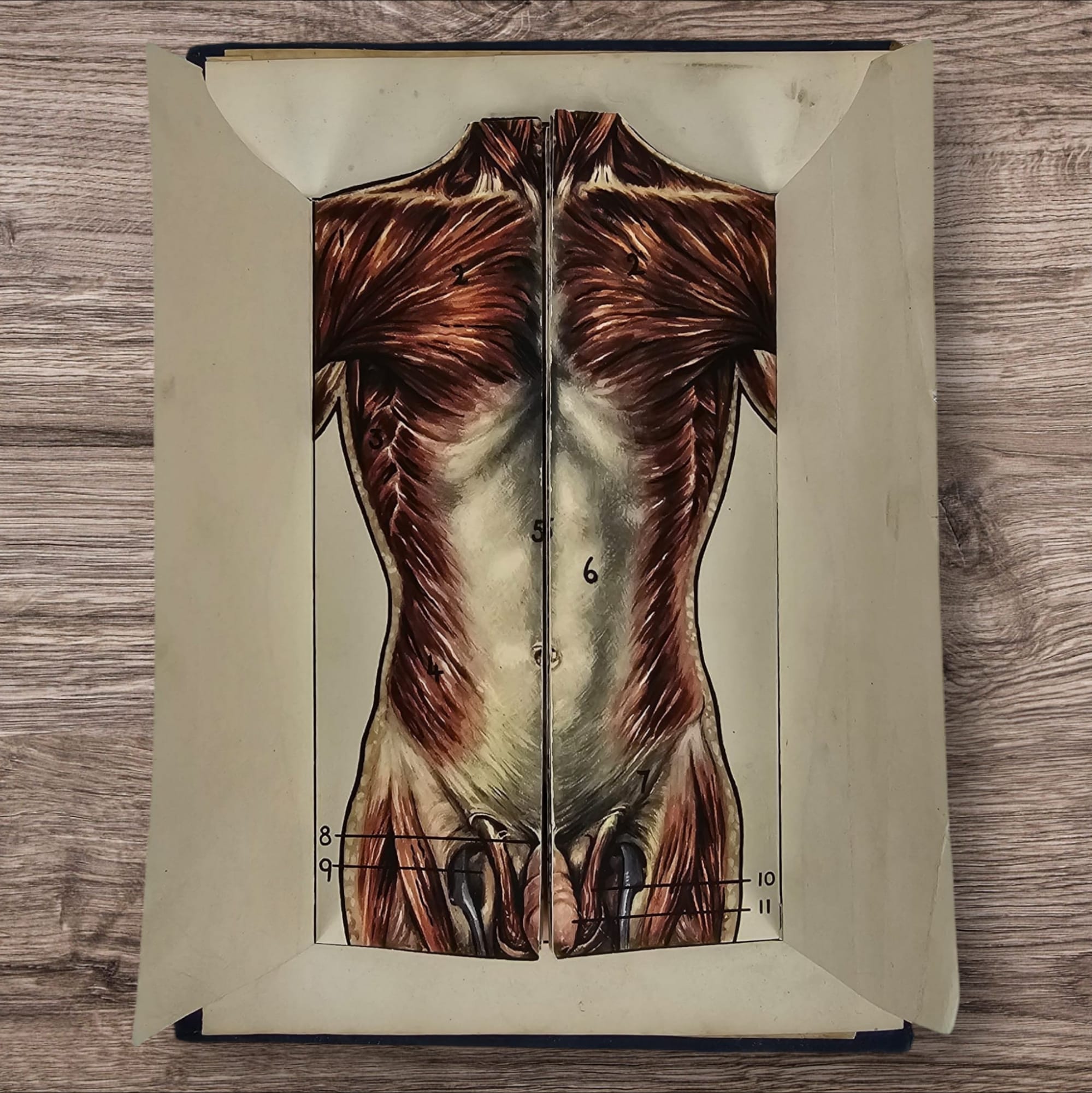 Anatomical Layered Display - Male Torso