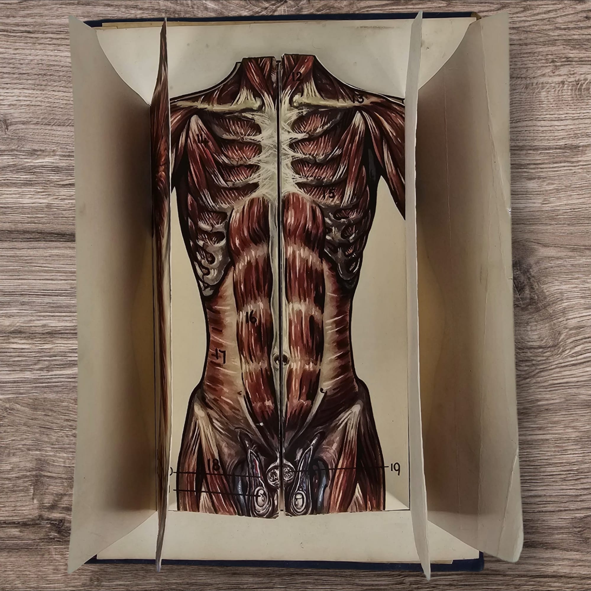 Anatomical Layered Display - Male Torso