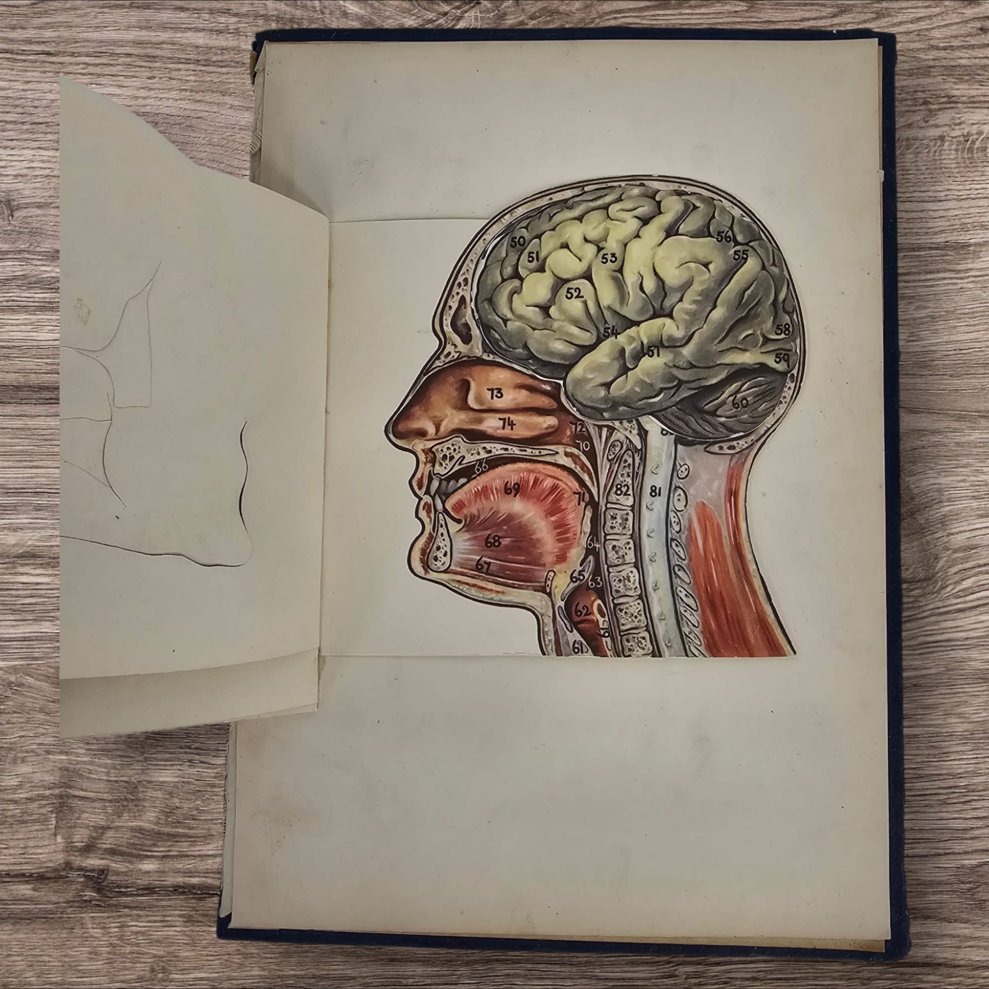 Anatomical Layered Display - Male Head