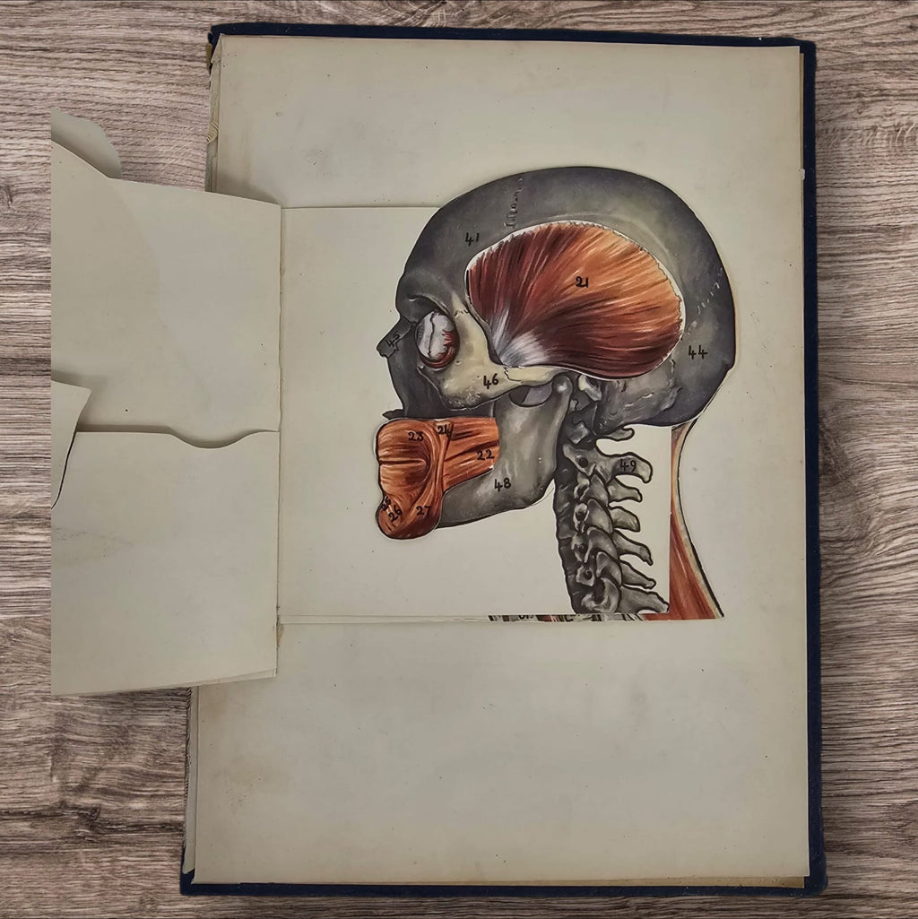 Anatomical Layered Display - Male Head