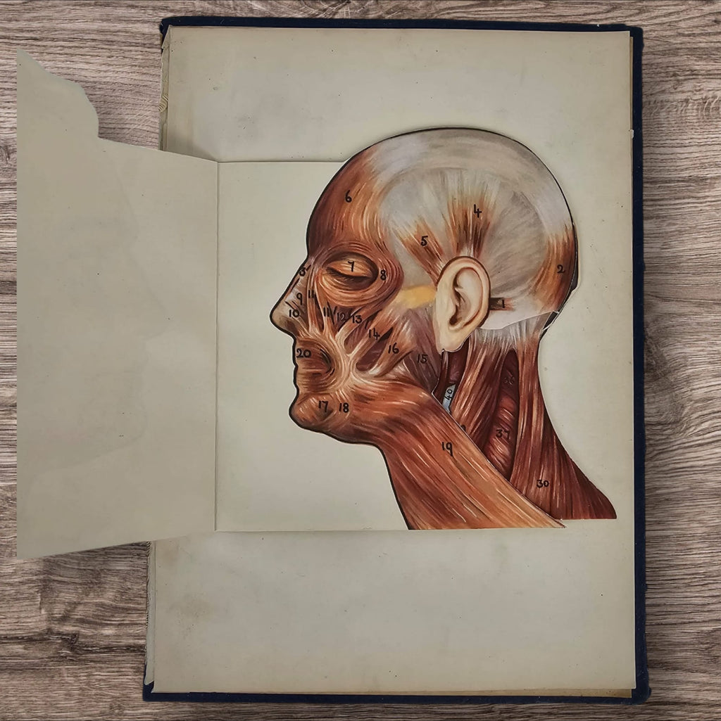 Anatomical Layered Display - Male Head
