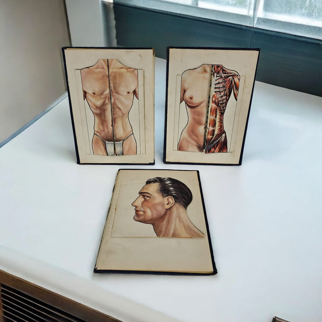 Anatomical Layered Display - Male Head