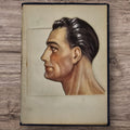 Anatomical Layered Display - Male Head