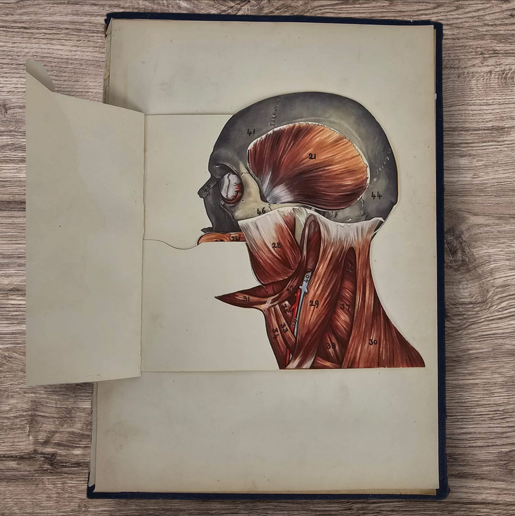 Anatomical Layered Display - Male Head