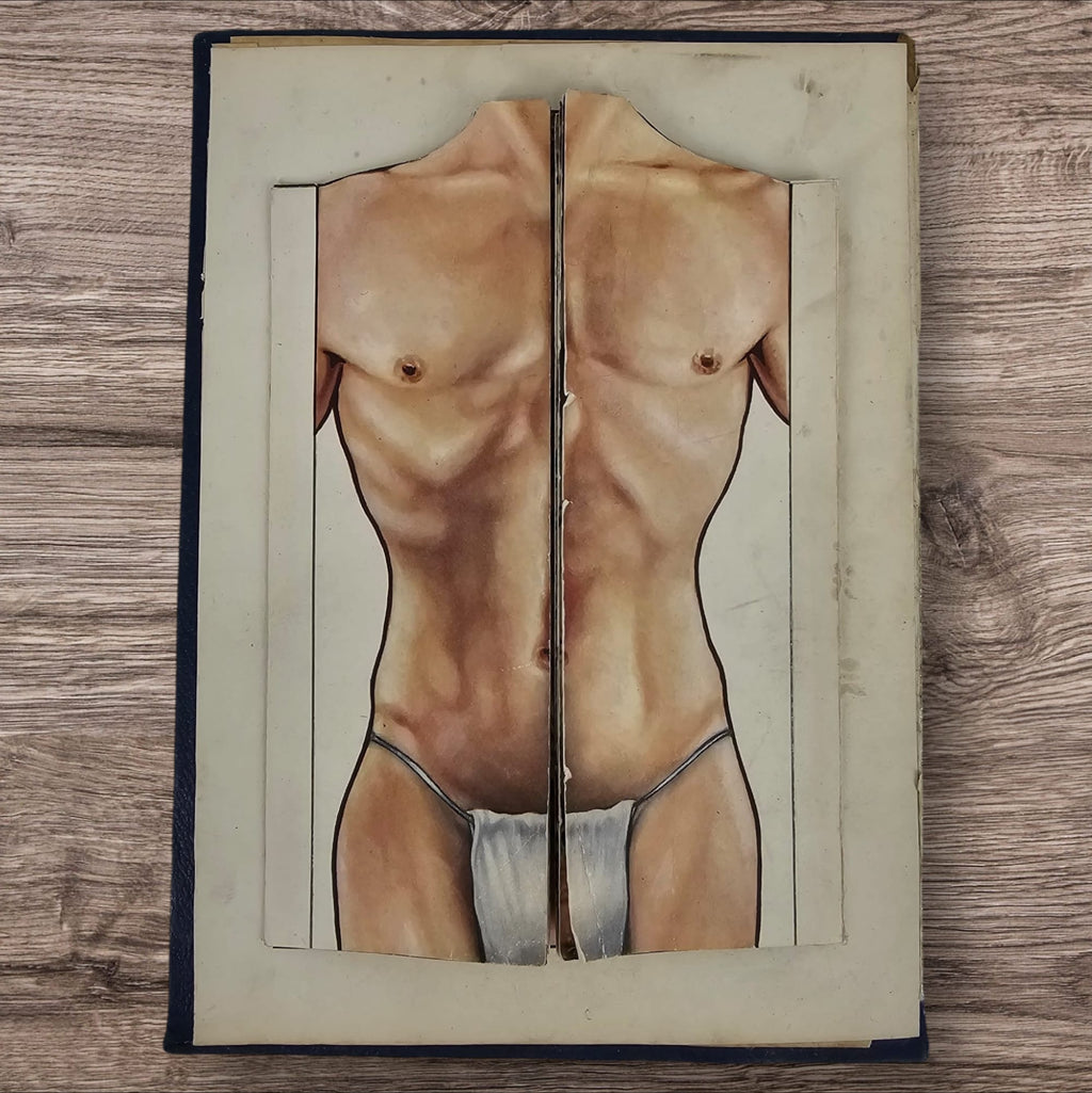 Anatomical Layered Display - Male Torso