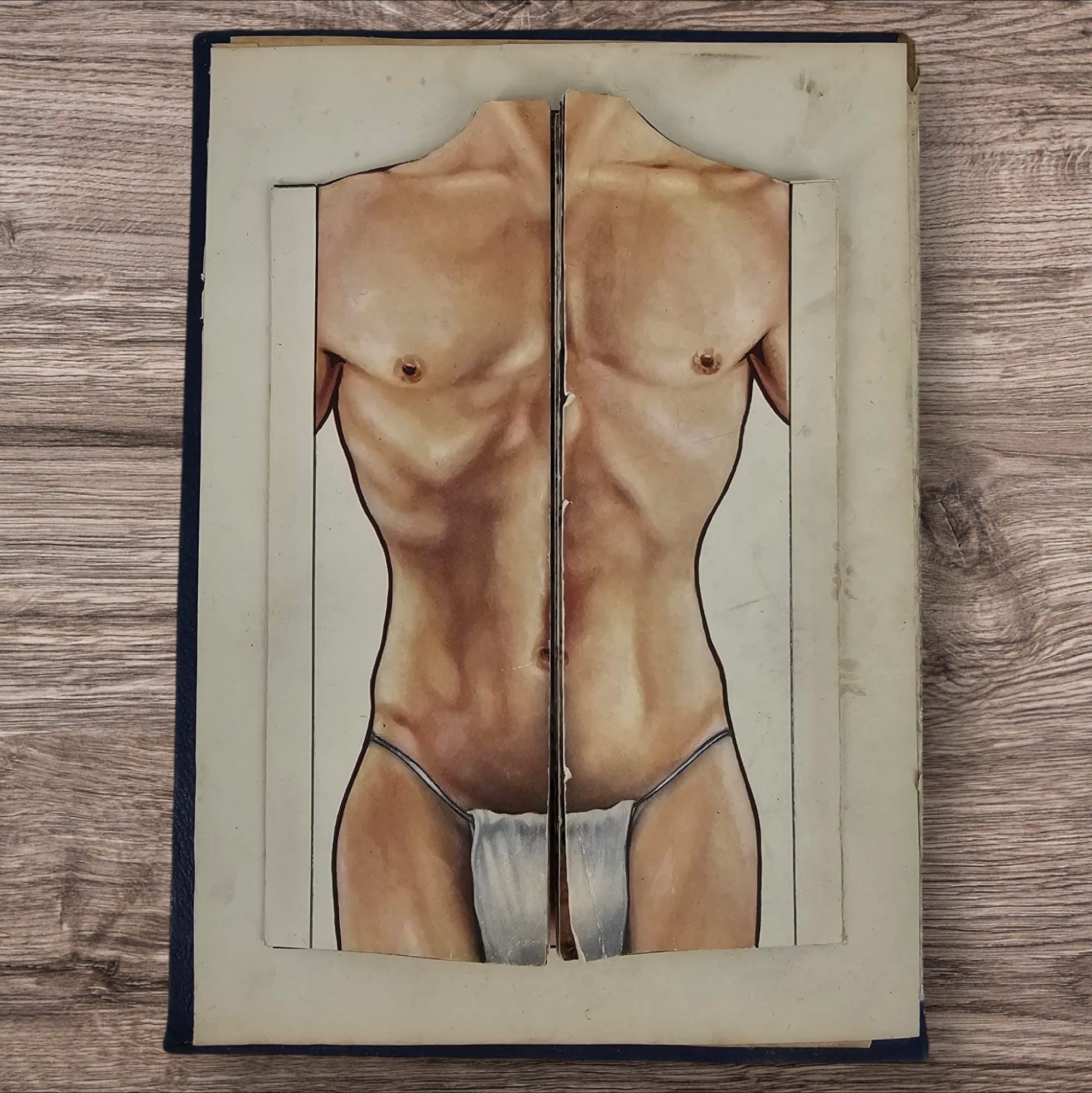 Anatomical Layered Display - Male Torso