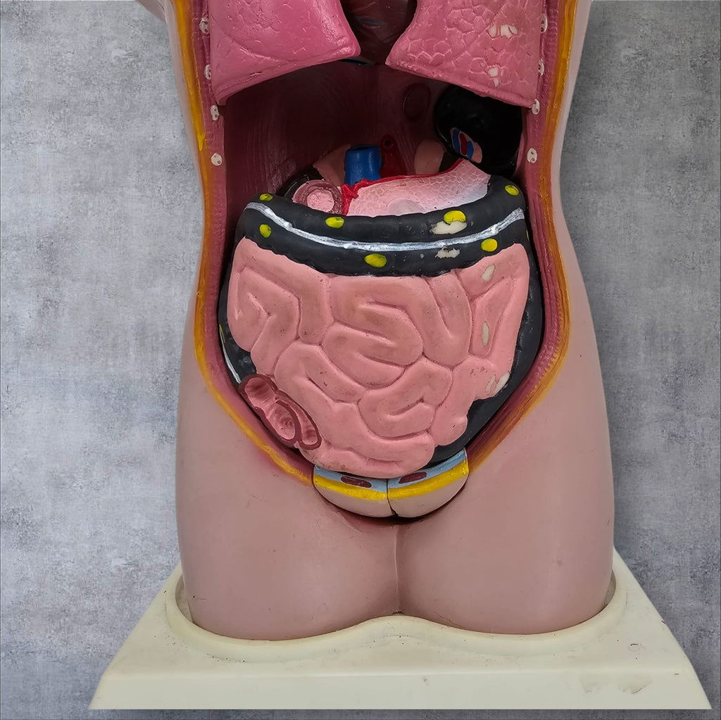 Anatomical Male Model