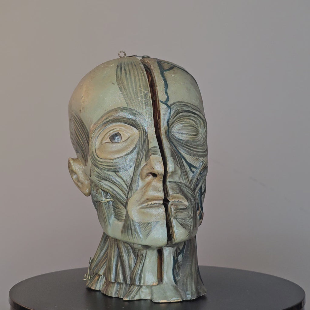 Anatomical Head