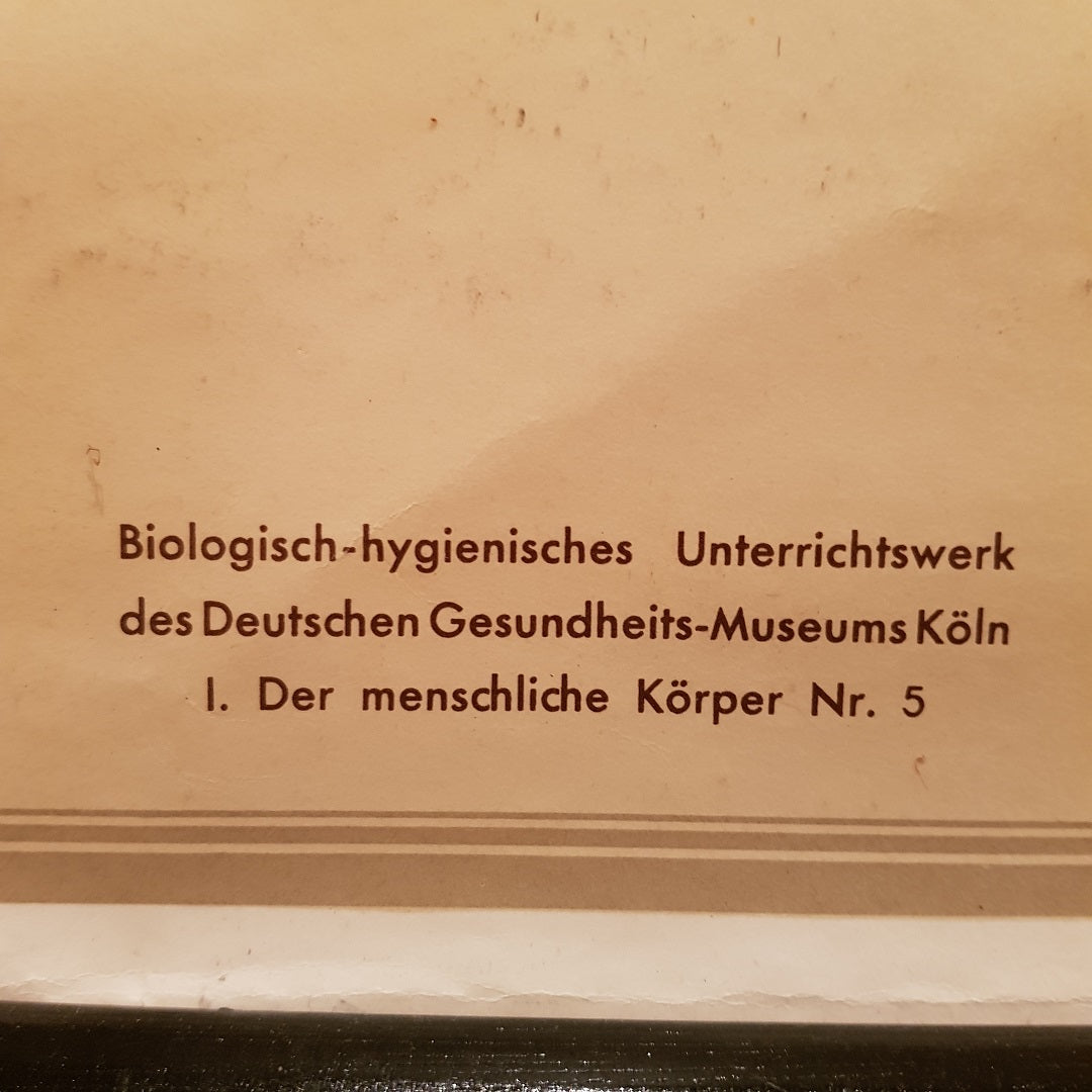 German Anatomical Chart