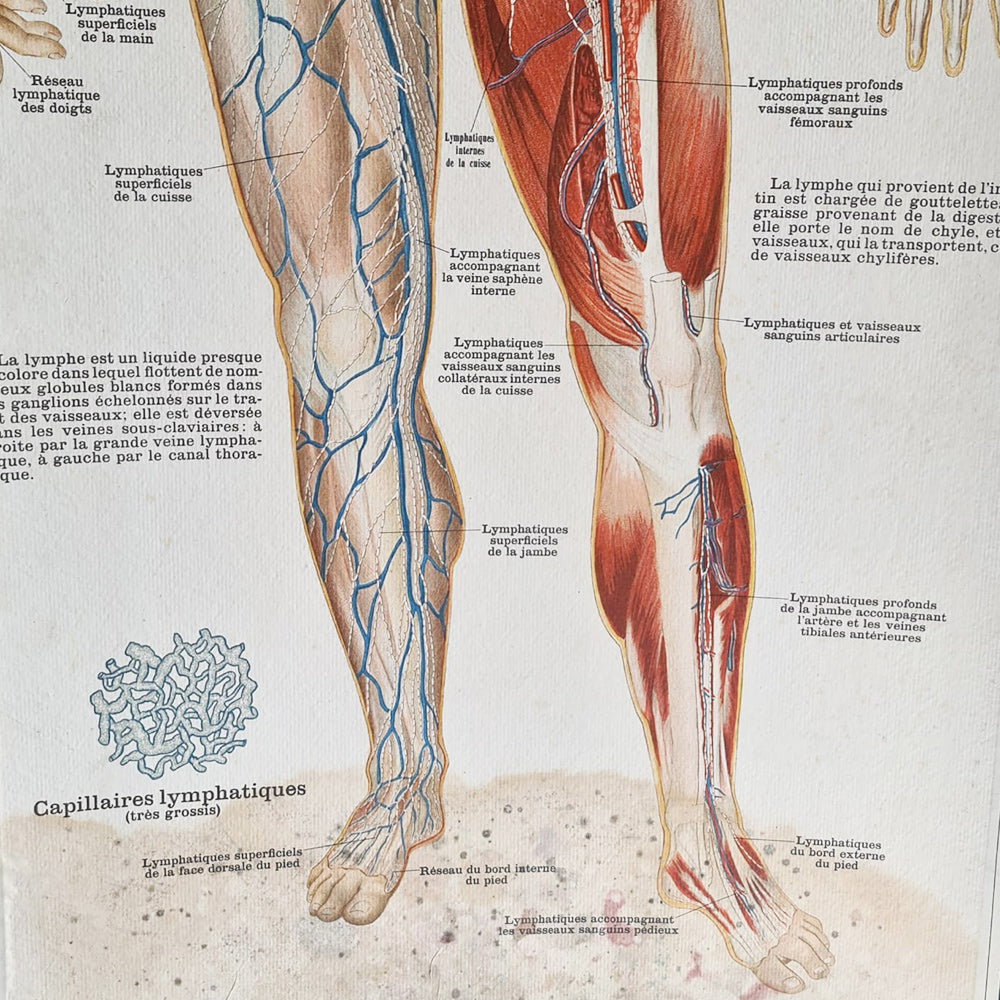 Human Circulation Anatomy Poster