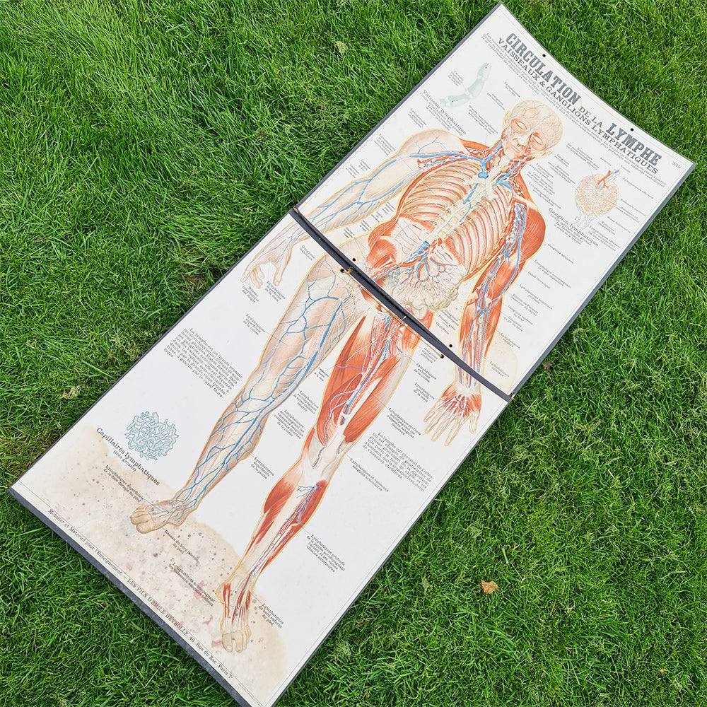 Human Circulation Anatomy Poster