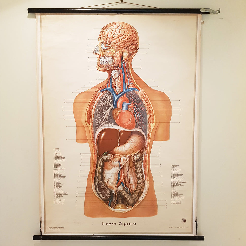 German Anatomical Chart