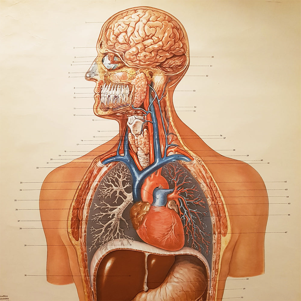 German Anatomical Chart