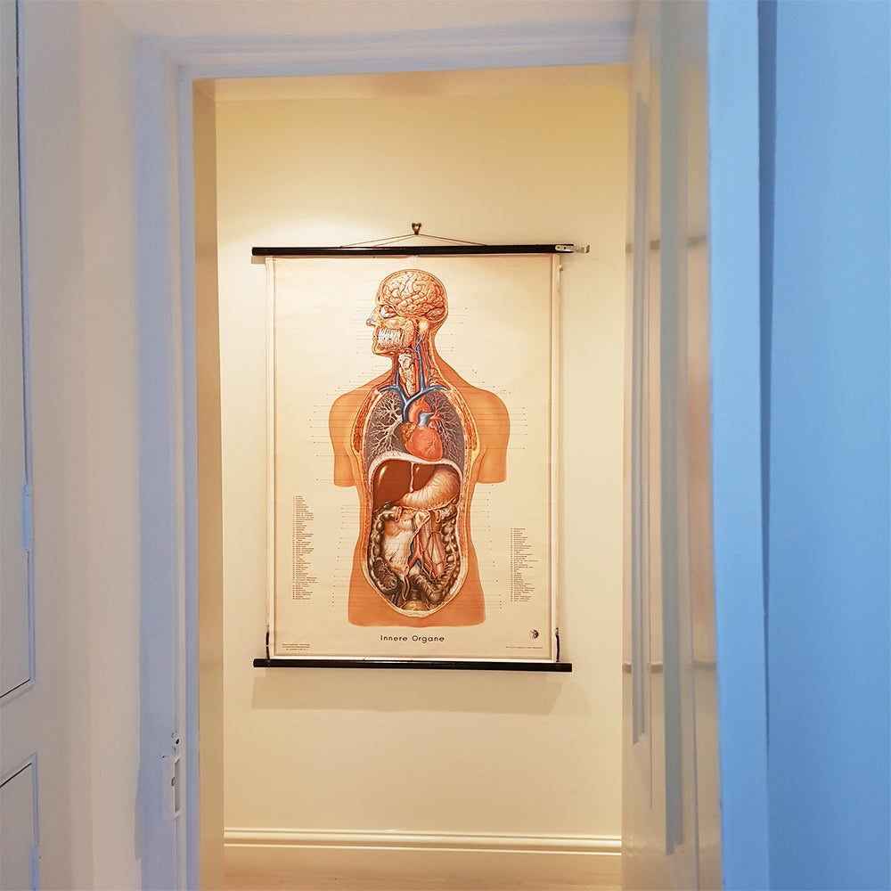 German Anatomical Chart