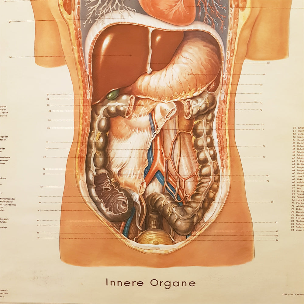 German Anatomical Chart